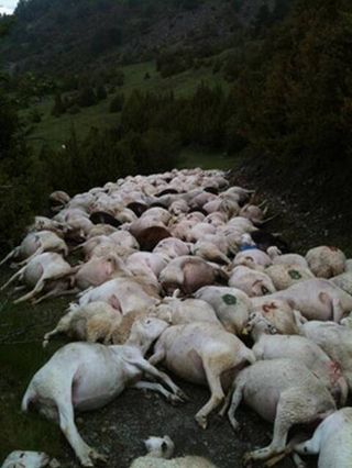 Un rayo fulmina a casi 300 ovejas 