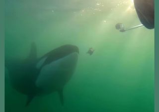 ¿Un regalo del mar? Investigación documenta orcas salvajes ofreciendo comida a humanos