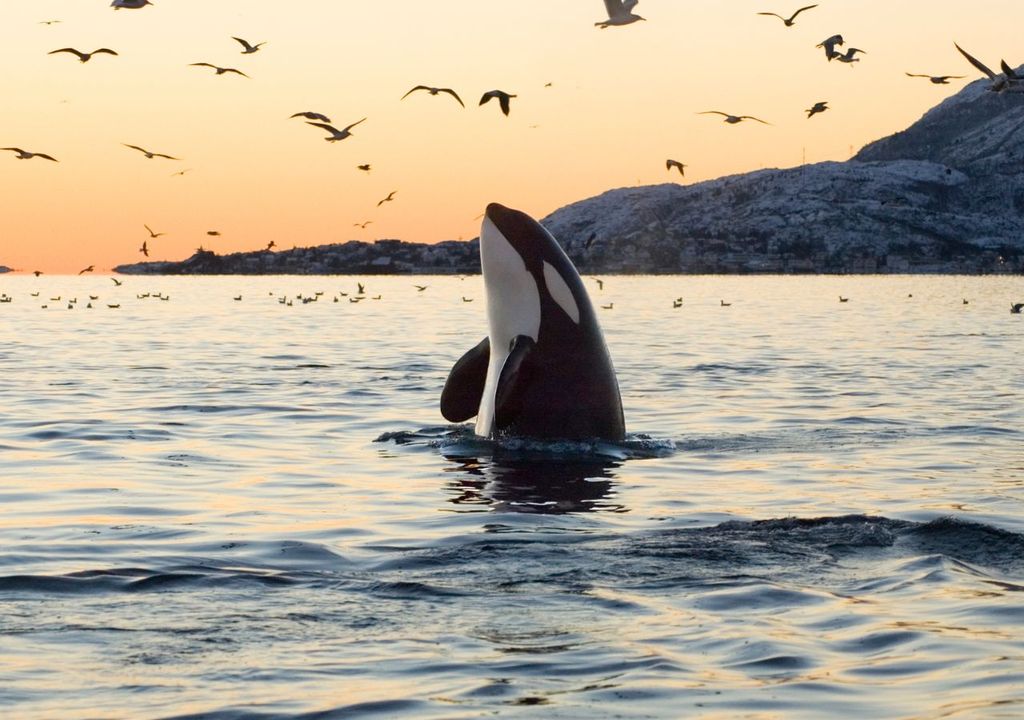 Orca en superficie Orca en superficie