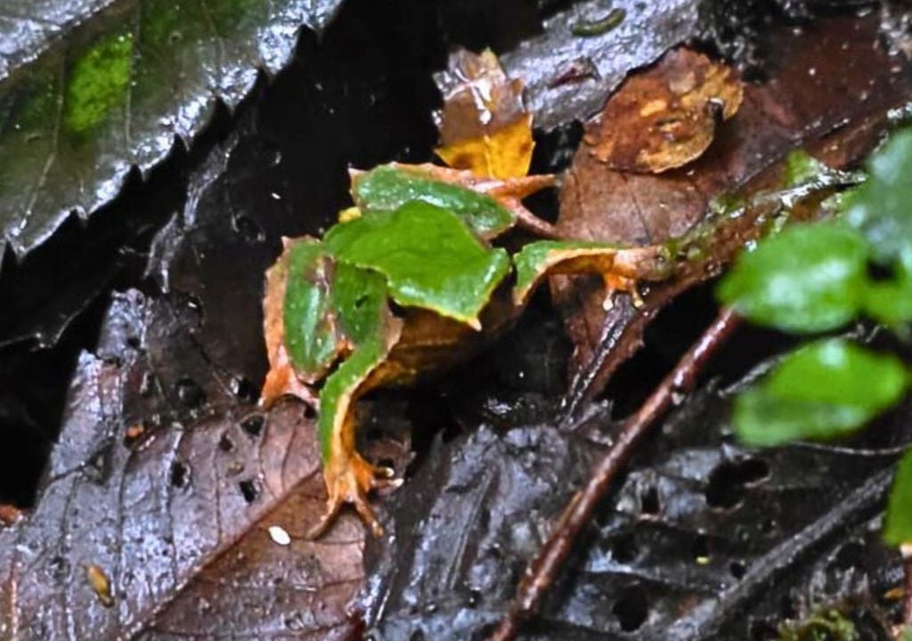 Este 18 de marzo, la Contraloría tomó razón del decreto N° 38 del Ministerio del Medio Ambiente, que aprueba el Plan de Recuperación, Conservación y Gestión de las Ranitas de Darwin (RECOGE). Crédito imagen: CONAF.