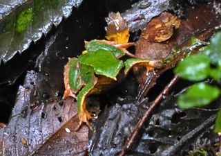 Un respiro para las ranitas de Darwin: Contralor&iacute;a destraba su plan de conservaci&oacute;n