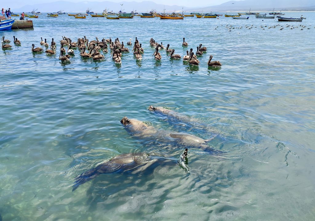 Caleta de Guanaqueros, Región de Coquimbo.