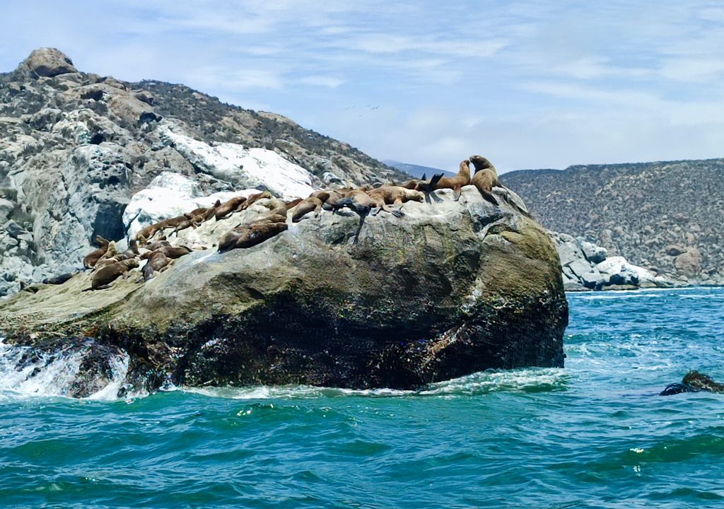 Lobos marinos en Guanaqueros.