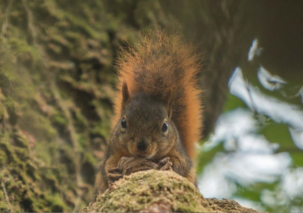 ardillas rojas ardillas rojas