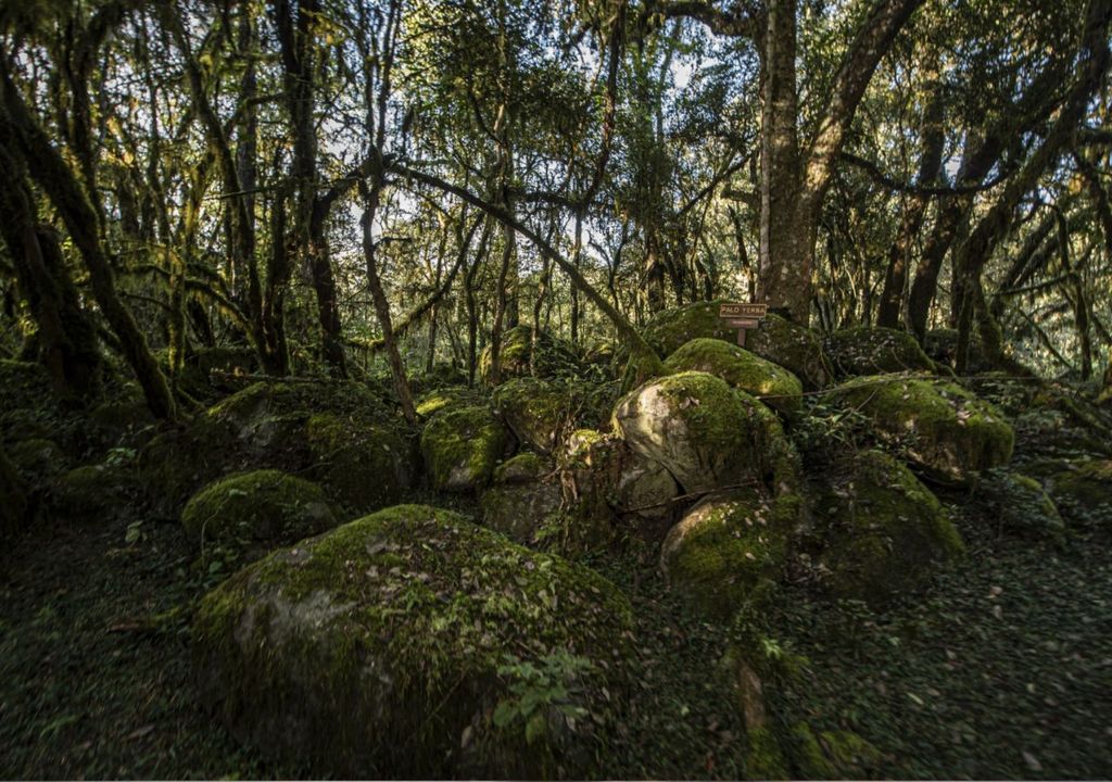 Reserva Nacional El Nogalar de Los Toldos Reserva Nacional El Nogalar de Los Toldos