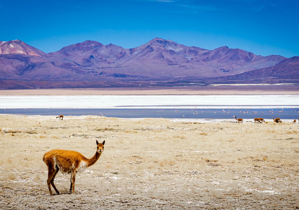Salar de Surire, Arica y Parinacota. Salar de Surire, Arica y Parinacota.