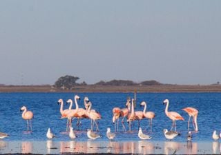 Un santuario de flamencos y biodiversidad irresistible en el litoral argentino: cómo llegar y por qué visitar Melincué