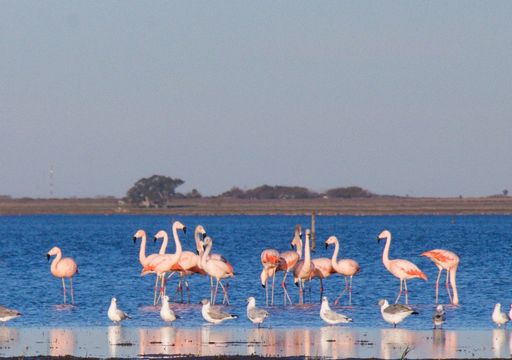 Un santuario de flamencos y biodiversidad irresistible en el litoral argentino: cómo llegar y por qué visitar Melincué