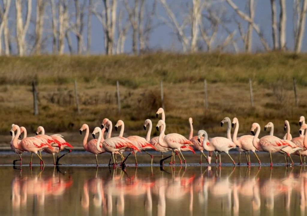 Colonia de flamencos en Melincue, Santa Fe. Colonia de flamencos en Melincue, Santa Fe.