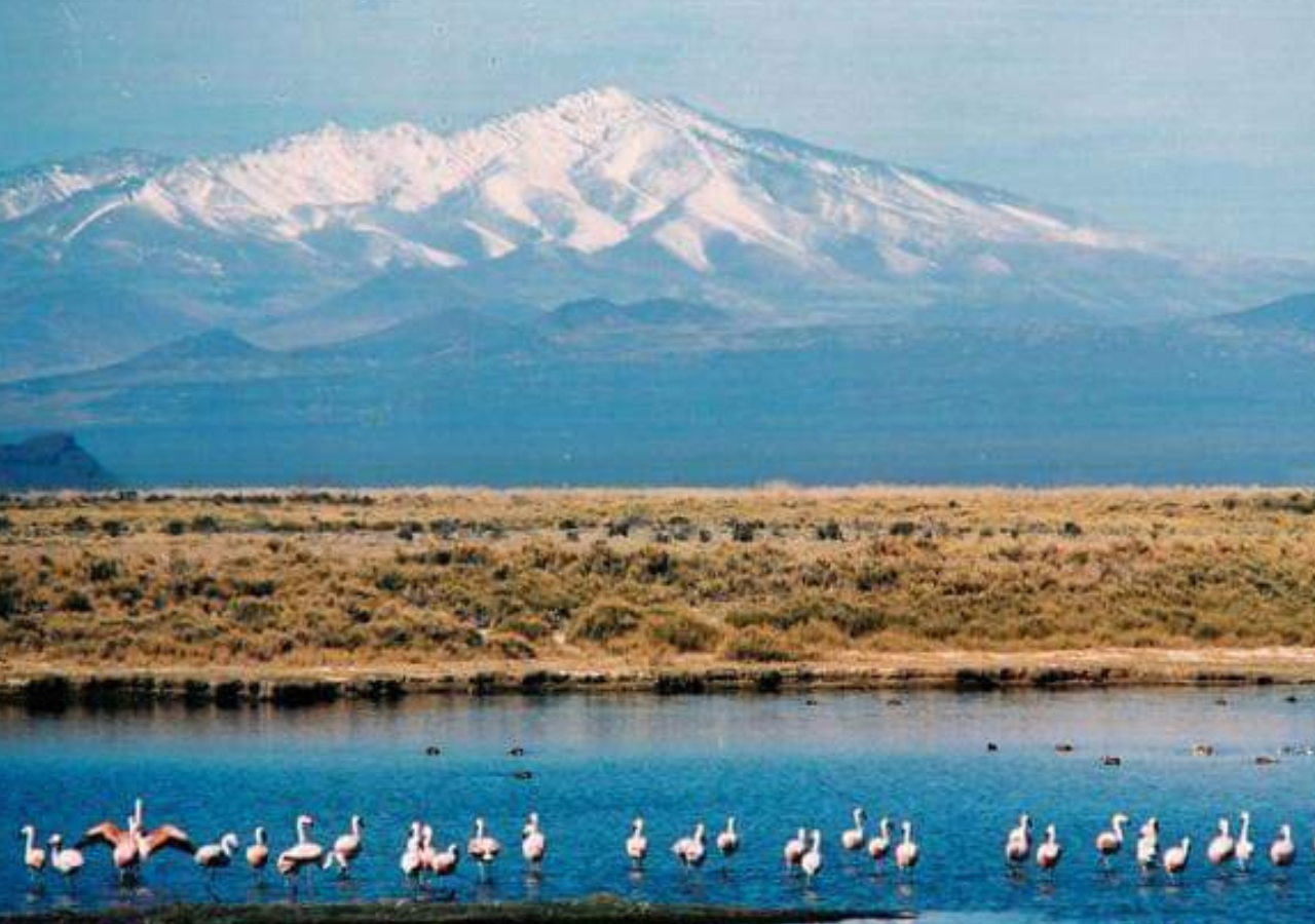 La Laguna de Llancanelo fue reconocida por su función para aves playeras que migran de todo el continente. Foto: @turisargentina