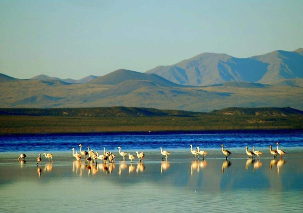 Laguna Llancanelo Llancanelo es un humedal que funciona como un punto de descanso y alimentación esencial para las aves. Foto: @turisargentina