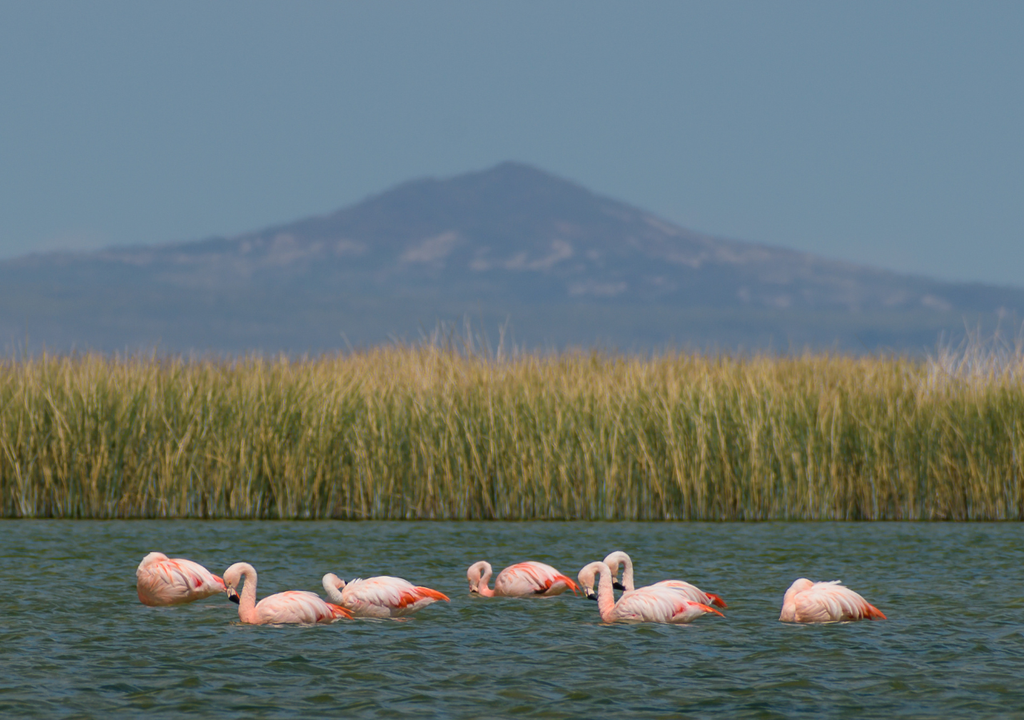 Laguna de Llancanelo Algunas aves vuelan hasta 16.000 kilómetros entre los hemisferios Norte y Sur, y Llancanelo se convierte en una estación vital para recuperar energía.