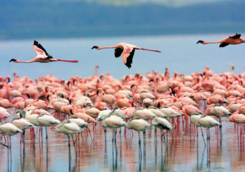 Laguna de Llancanelo Llancanelo alberga a aves que inician su migración desde Alaska, Canadá, Estados Unidos, Centroamérica, el Caribe y Sudamérica. Foto: X @DescubriTurismo