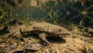 Un sapo que caza a ciegas con 128 sensores en los dedos y otros superpoderes del mundo animal