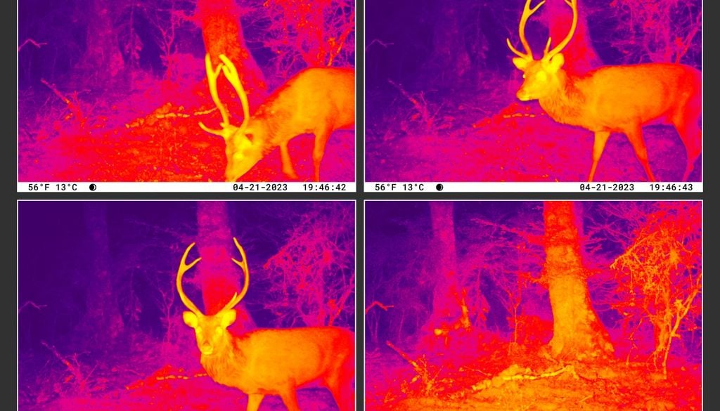 termica Algunos animales usan mecanismos sorprendentes para alimentarse