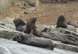 Un “sitio de esperanza” en el norte de Chile: archipiélago de Humboldt se convierte en Área Marina Protegida