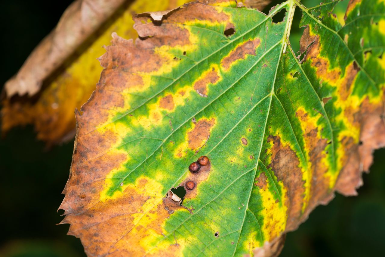 A dangerous souvenir: the risks of bringing plants from other countries