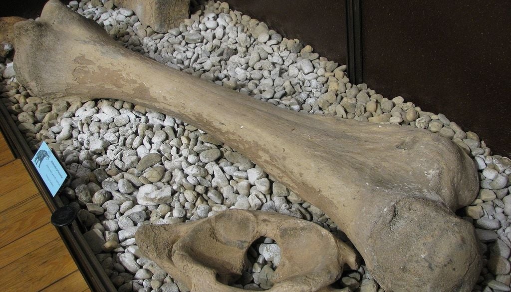Les os du mammouth découvert seront exposés au Musée régional d'histoire de Roussé.
