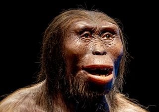 Un talón ancestral: Lucy revela la clave sobre la evolución del trote humano