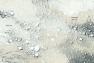 Un tono diferente de hielo: color tostado o bronceado