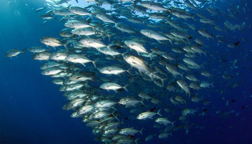 A través de la cadena trófica se magnifica la cantidad de mercurio que puede acumular un animal y que eventualmente puede llegar a los seres humanos.