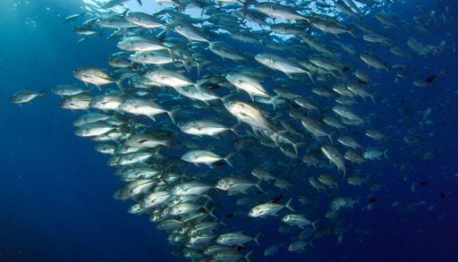 Un t&oacute;xico en expansi&oacute;n: c&oacute;mo el mercurio amenaza la biodiversidad de los oc&eacute;anos