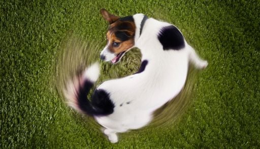Un veterinario revela: por qu&eacute; los perros persiguen su propia cola