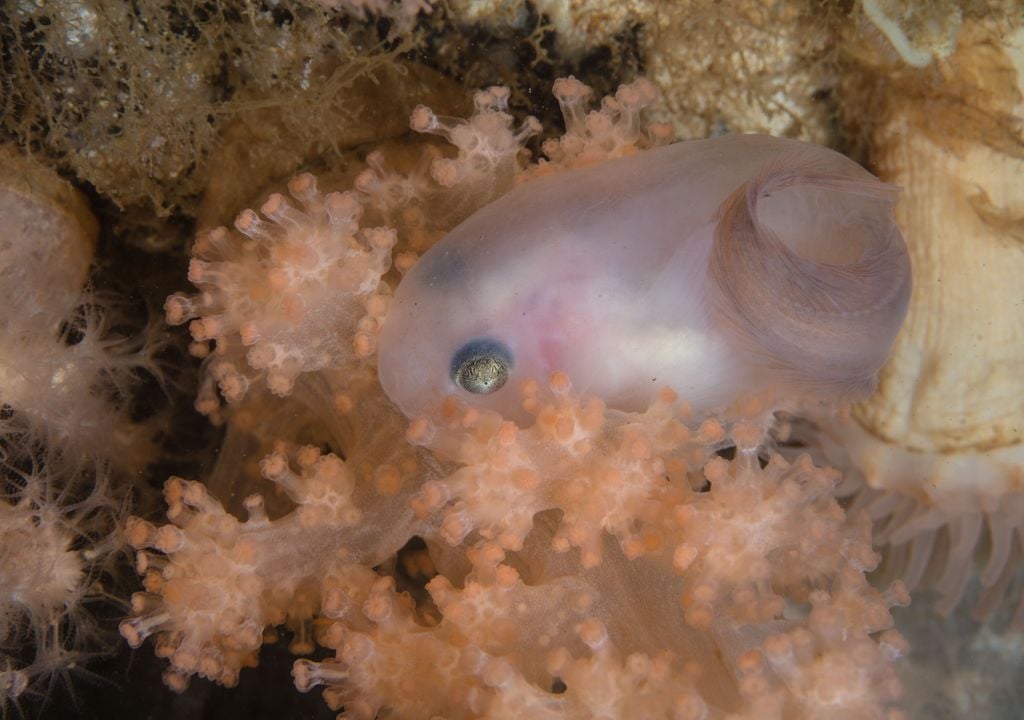Ejemplar joven de pez baboso, de la familia Liparidae, capaz de vivir a una profundidad de 8.000 metros, el triple que los peces abisales del fondo oceánico.