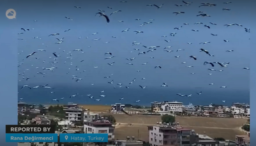 Un video sorprendente muestra una gran migraci&oacute;n de miles de cig&uuml;e&ntilde;as que vuelan sobre Hatay, Turqu&iacute;a