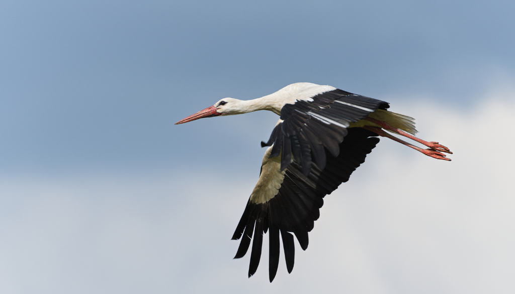 BirdLife señala que una migración puede durar alrededor de seis semanas y alcanzar hasta 20,000 kilómetros, dependiendo de la población y de la ruta seguida.