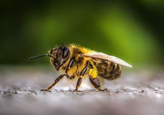 Un virus amenaza a las abejas del mundo y lo estudian en profundidad desde Sudamérica