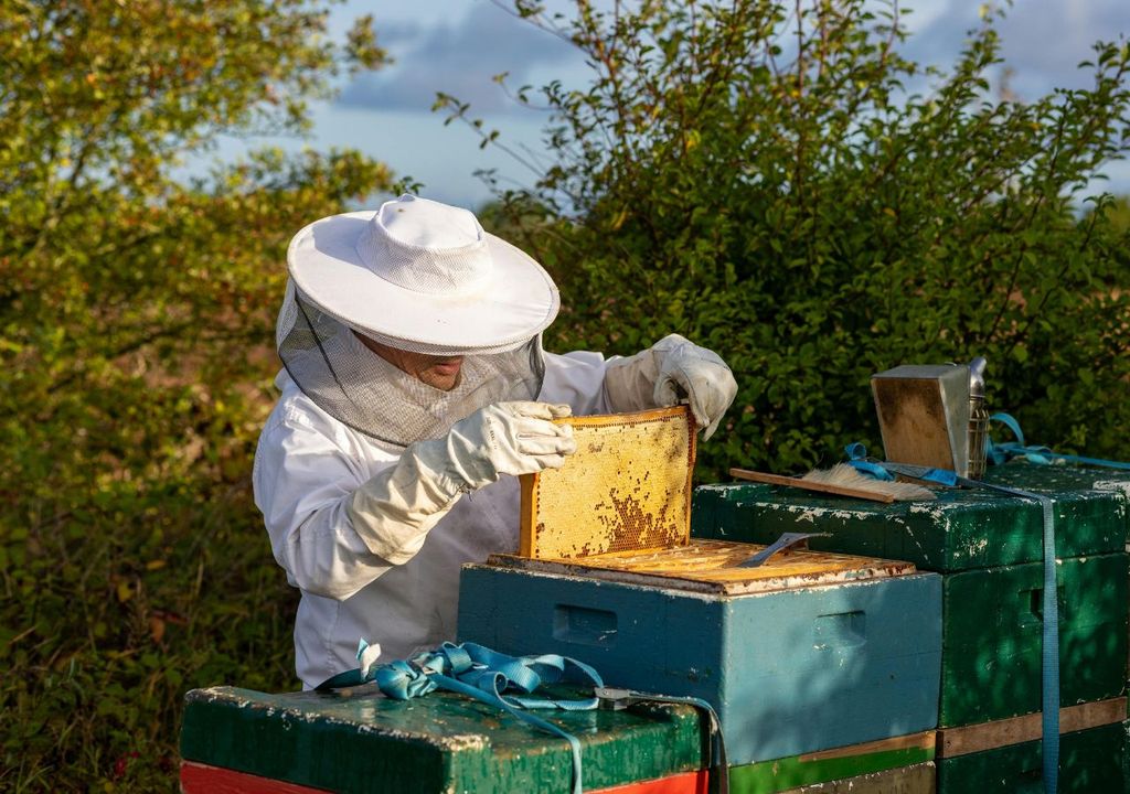 Manejo de colmenas Manejo de colmenas