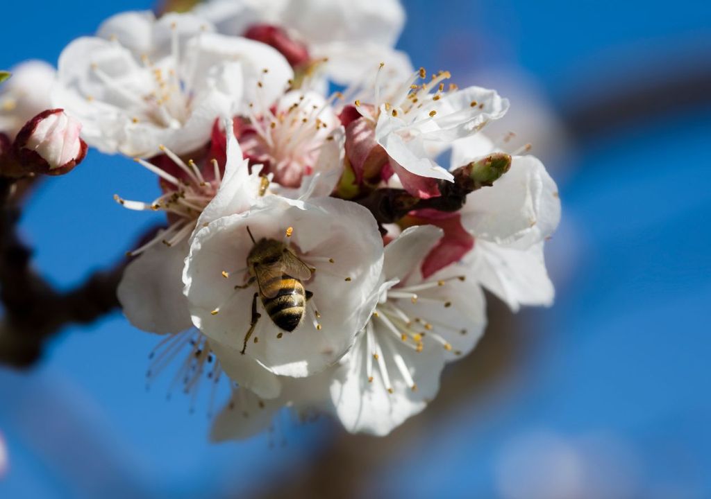 Abeja en flor de cerezo Abeja en flor de cerezo