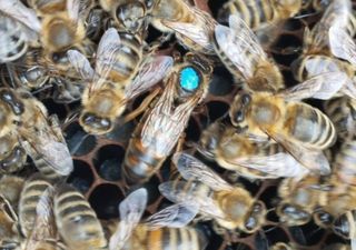 Un vuelo real: abejas reinas criadas en Chile conquistan el mercado centroamericano