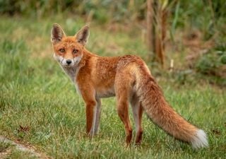 Un zorro aparece muerto por gripe aviar en Zaragoza