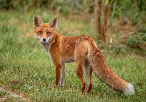 Un zorro aparece muerto por gripe aviar en Zaragoza