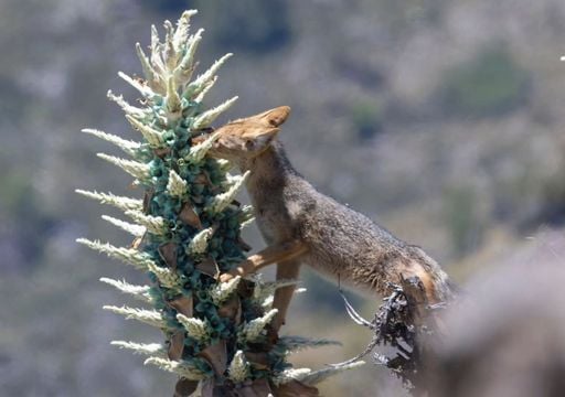 &iquest;Un zorro haciendo el trabajo de una abeja? registran al culpeo aliment&aacute;ndose de chagual y transportando polen