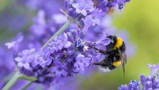 &iquest;Una abeja puede "poner cara" de gusto o desagrado? Este estudio dice que s&iacute;
