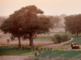 La Gran Muralla Verde de África, una ambiciosa iniciativa para combatir la desertificación en el Sahel