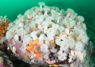 Una anémona invasora se expande en los fiordos de Aysén