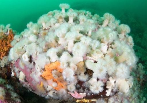Una an&eacute;mona invasora se expande en los fiordos de Ays&eacute;n