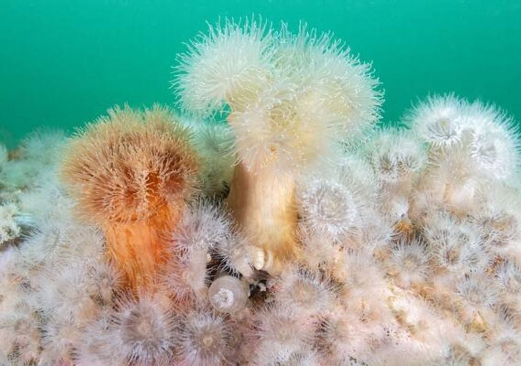 Anémona Metridium senile La especie Metridium senile se concentra principalmente en zonas de hasta 20 metros de profundidad, lo que abre nuevas preguntas científicas sobre qué condiciones ambientales del fiordo estarían favoreciendo su expansión. Créditos de la imagen: Biología UC y Filantropía Cortes Solari.