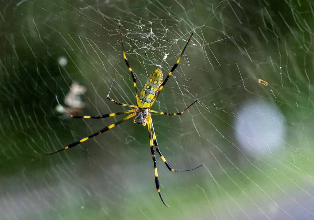 Les araignées Joro sont une espèce invasive connue pour sauter en parachute dans l'air.