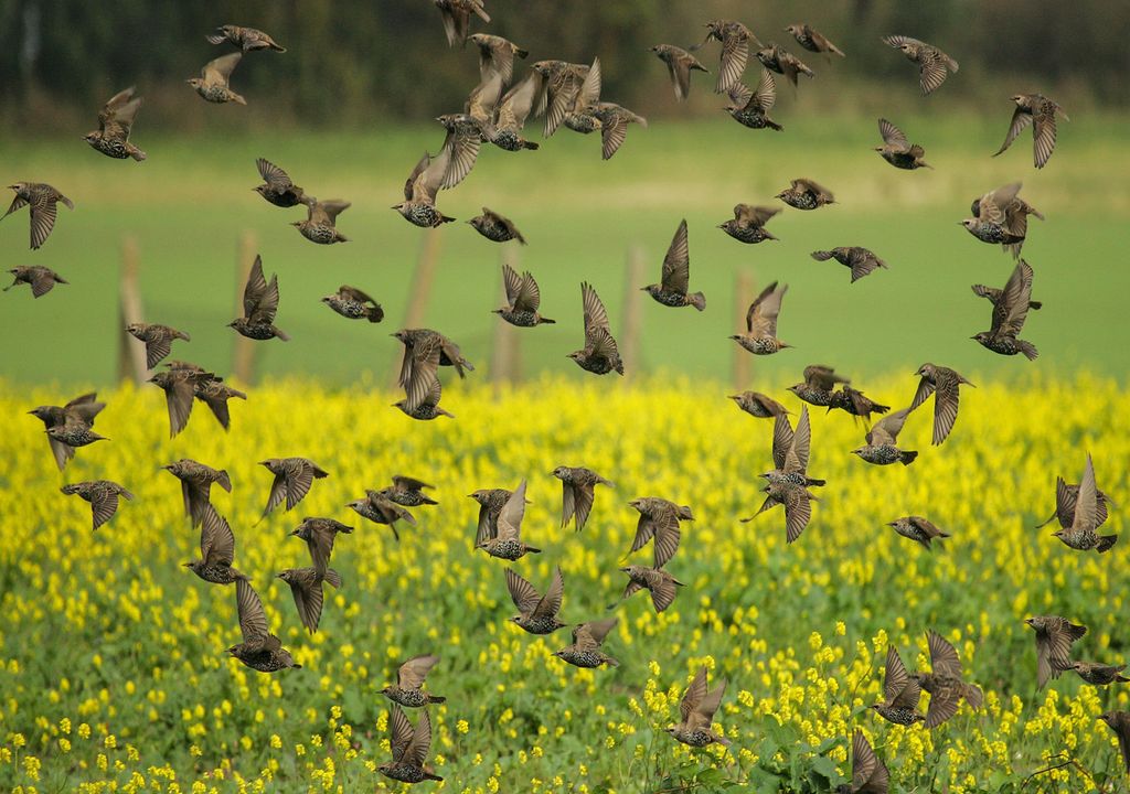 La avifauna es especialmente sensible a este tipo de perturbaciones acústicas. Ante ruidos intensos y repetitivos, como los generados por estos dispositivos, muchas aves reaccionan con huidas bruscas y desorganizadas, abandonando zonas de alimentación o refugio.