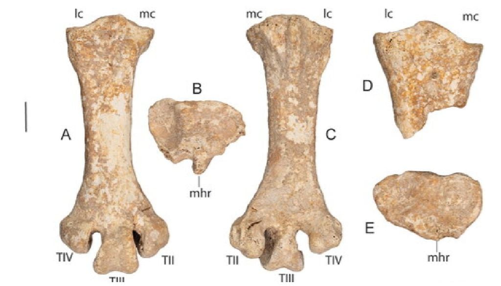 Una gran cantidad de fósiles encontrados, permitieron analizar a detalle. Imagen tomada de Journal of Palaeontology.