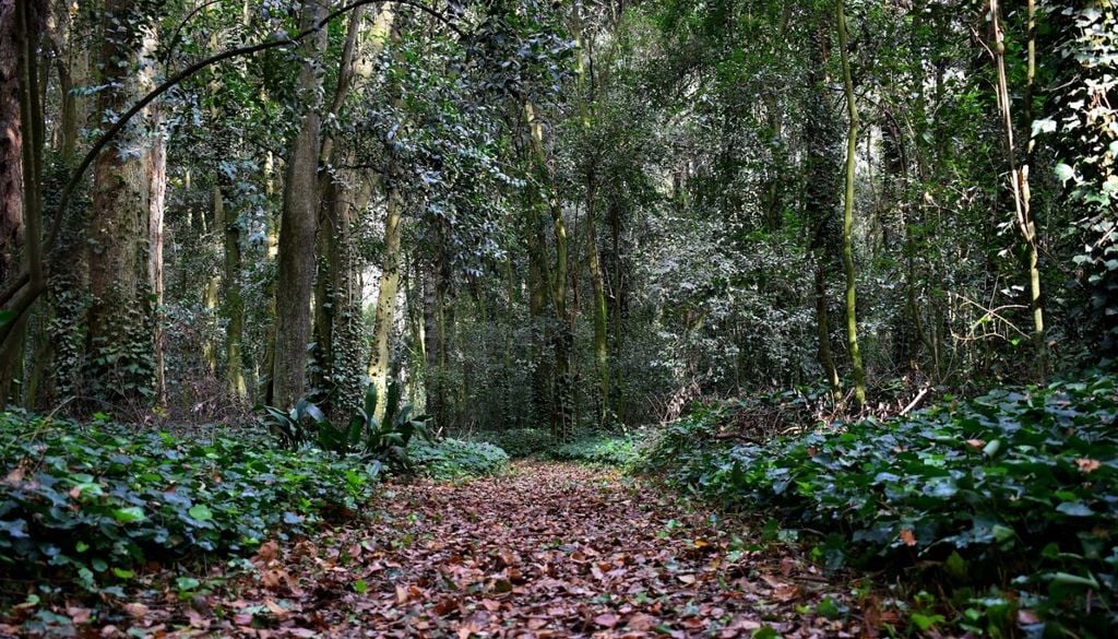 Bosque Encantado Bosque Encantado