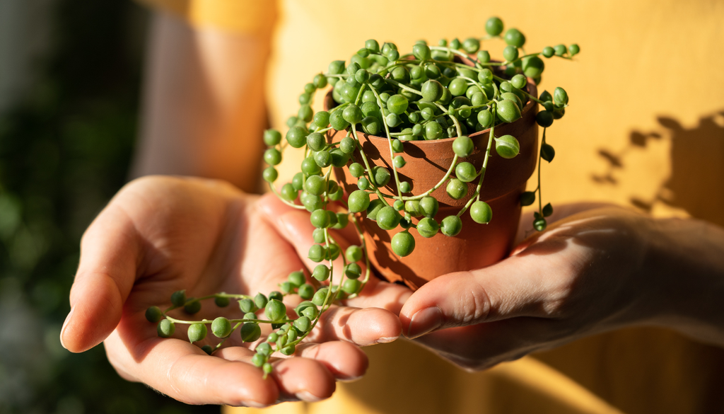 Aunque parece inofensiva, su savia puede irritar la piel y la planta no debe quedar al alcance de mascotas.