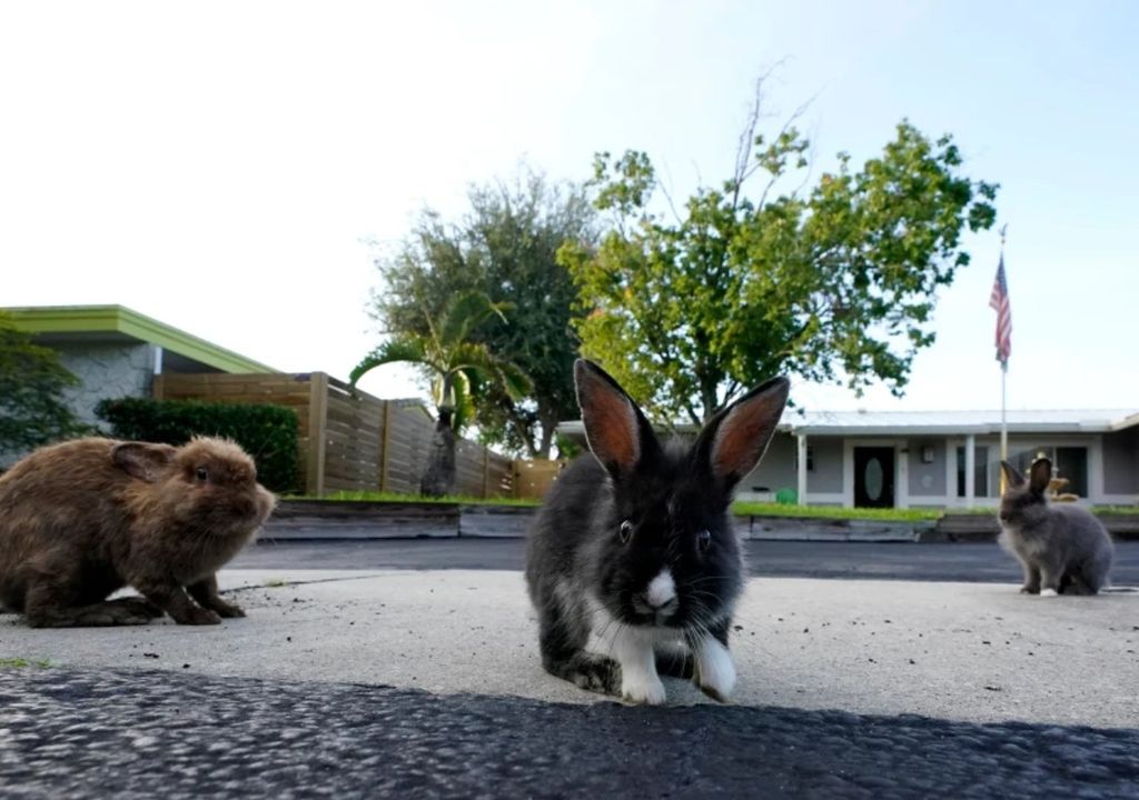 invasão de coelhos na Flórida