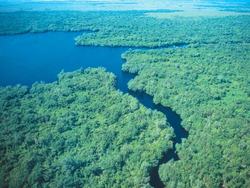 Una de las mejores defensas contra el cambio climático está en Tabasco: guía para visitar los Pantanos de Centla