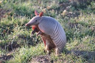 Una delle creature più strane e simpatiche del mondo animale, l'armadillo